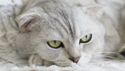 别墅互换游戏2：换一个居住的视角，遇见另一种生活